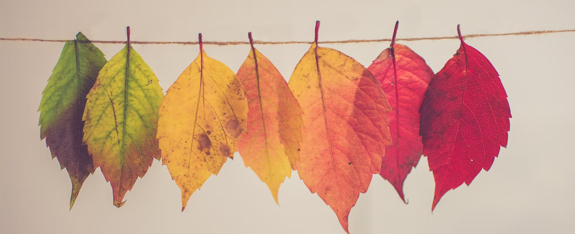 Colourful autumn leaves hanging from a line